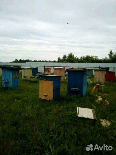 Псковский натуральный мёд с личной пасеки 2023