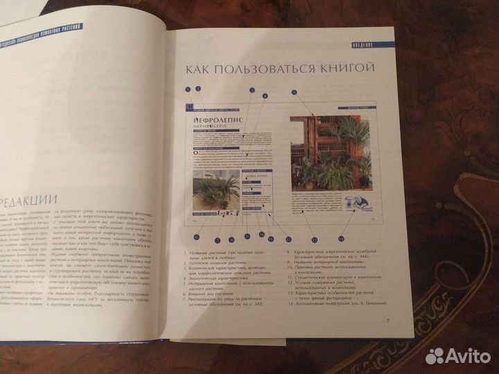 Фитодизайн Энциклопедия комнатных растений