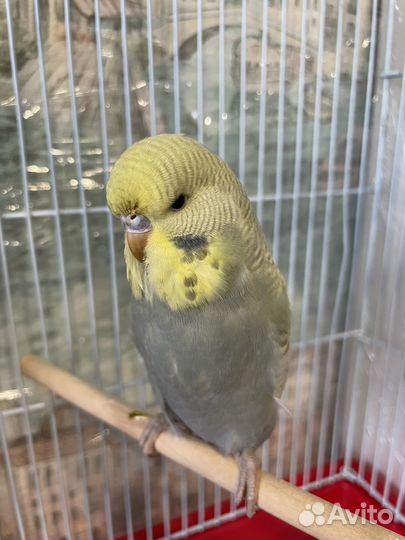 Попугай ввп чех