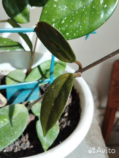 Хойя восковой плющ