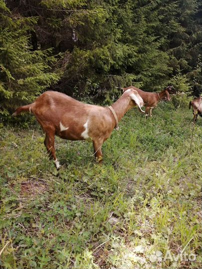 Нубийские козочки