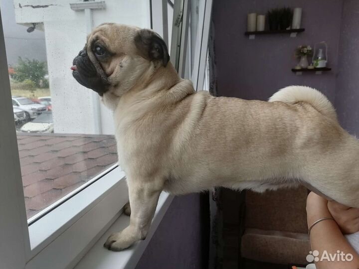 Мопс вязка мальчик