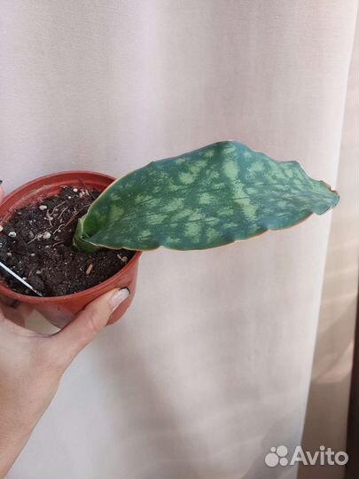 Сансевиерии сортовые