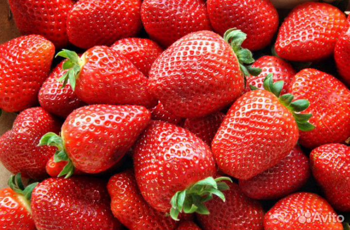 Ищем рабочих на сбор клубники