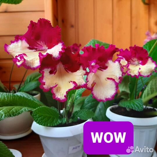 Стрептокарпусы