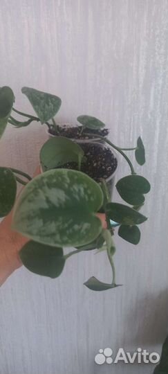 Сциндапсус