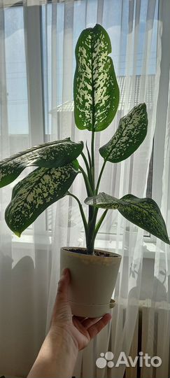 Диффенбахия