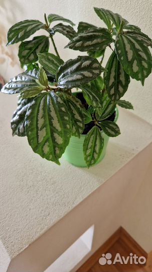 Аихризон,пилея кадье,гастерия в кашпо