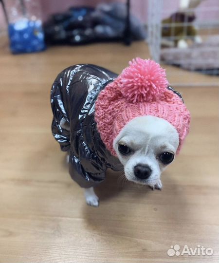 Одежда для собак (Большой выбор)