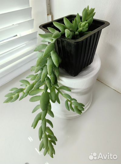 Седум Моргана (обезьяний хвост)