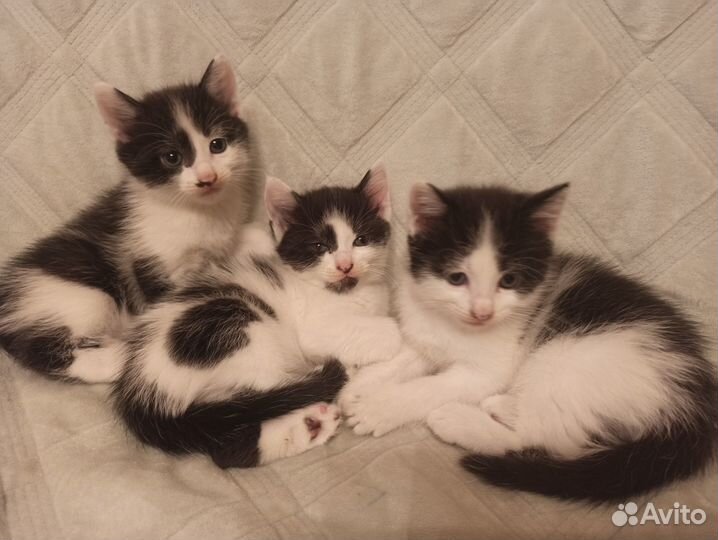 Котята в добрые руки даром