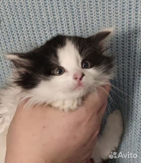 Котенок девочка 1,5 месяца