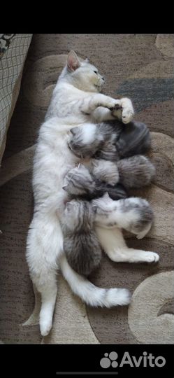 Мраморные котята