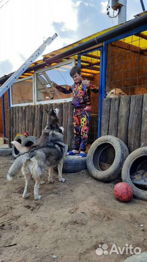 Передержка собак - зоосад, собакам у нас нравится