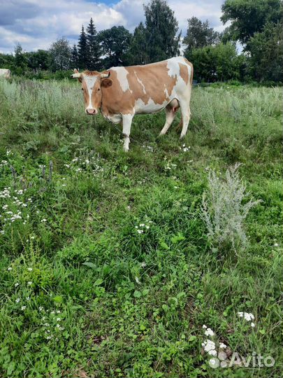 Корова стельная дойная