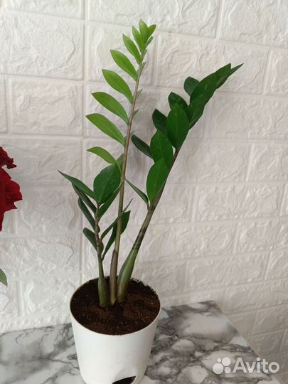 Замиокулькас