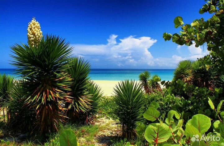 Тур путевка на Кубу на 7 дн. завтраки отель 4-5*