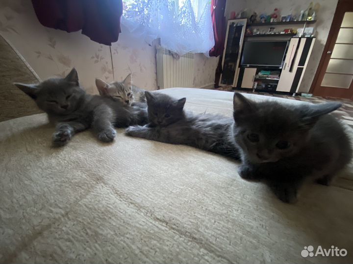 Домашние животные кошки