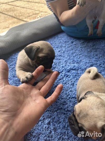 Щенки мопса