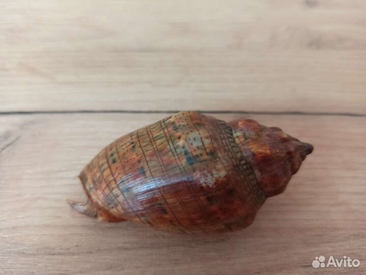 Морская раковина