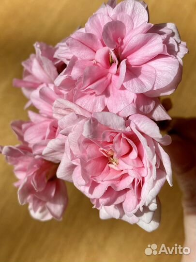 Пеларгония юв Баронесса