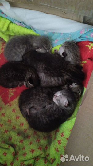 Кошка в дар бесплатно