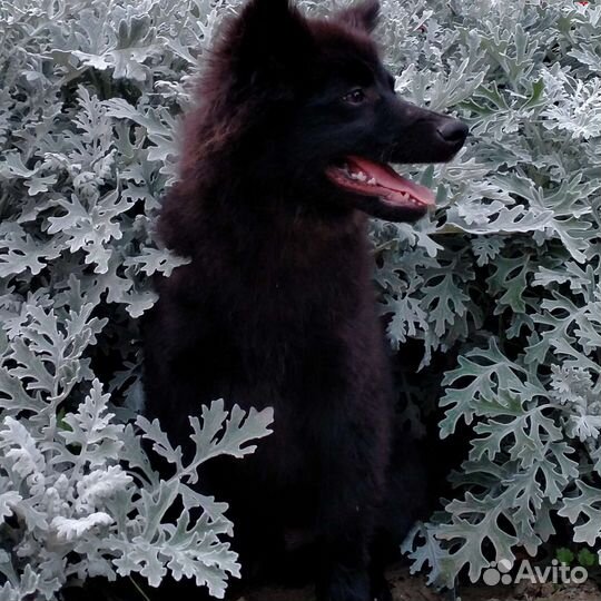 Щенки большого немецкого шпица