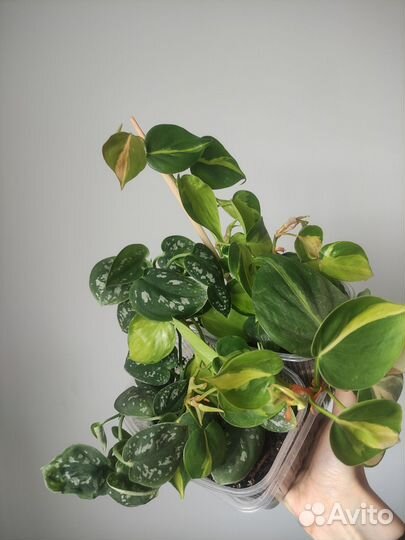 Эпипремнумы