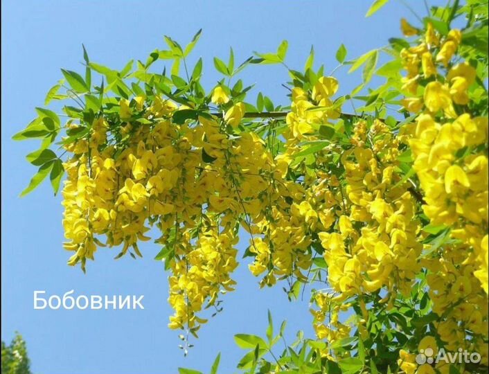 Семена из своего сада
