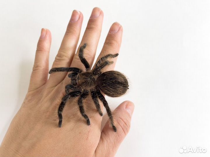 Паук Альба, 5 см