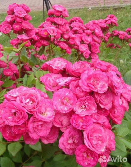 Саженцы мускусных роз Dinky/Динки