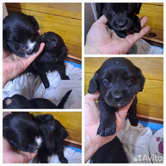 Щенки спаниеля