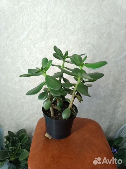 Толстянка(денежное дерево)
