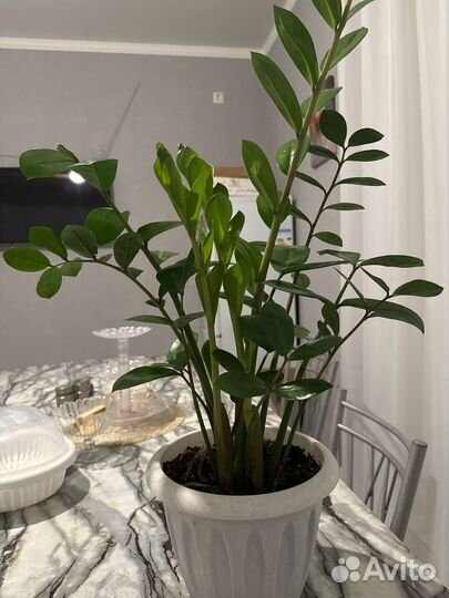 Замиокулькас