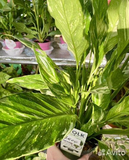 Спатифиллум даймонд