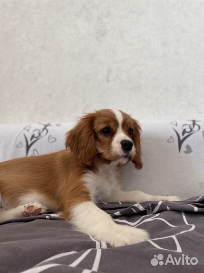 Кавалер Кинг чарльз спаниель