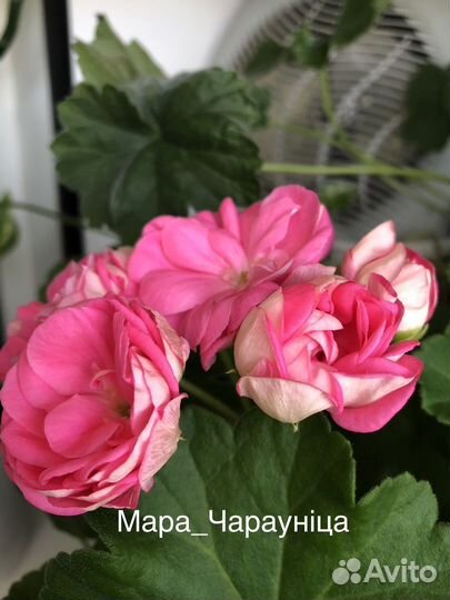 Пеларгония сортовая зональная и плющелистная