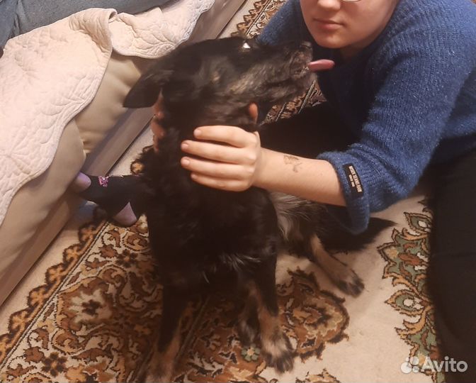 Отдам в добрые руки