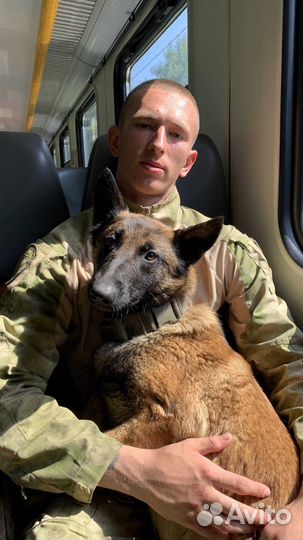 Кинолог с выездом дрессировка собак