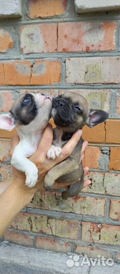 Вязка, Щенки