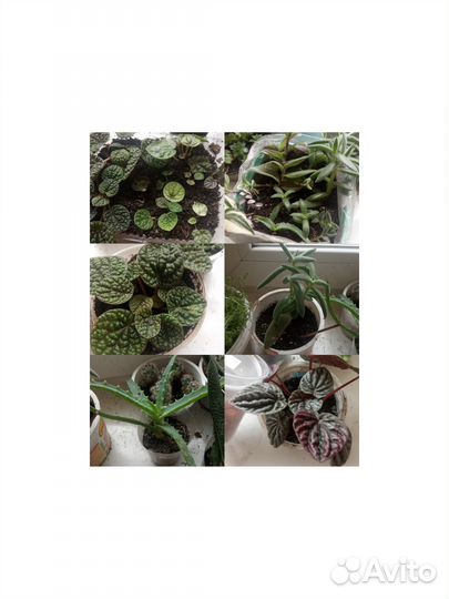 Растения, суккуленты, кактусы, цветы