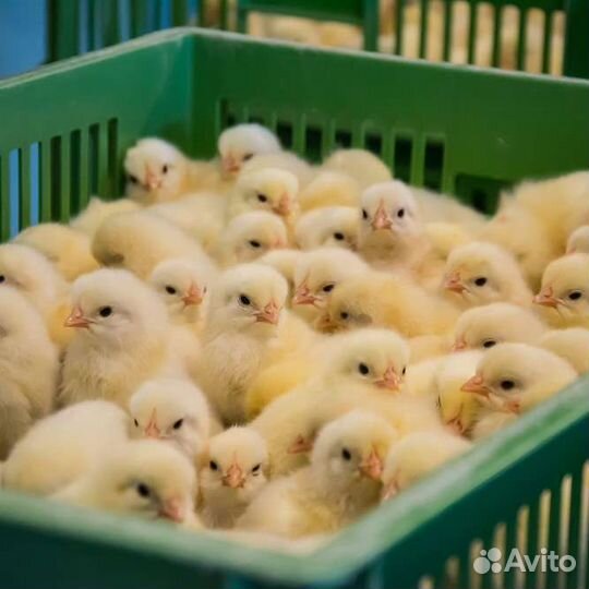 Цыплята
