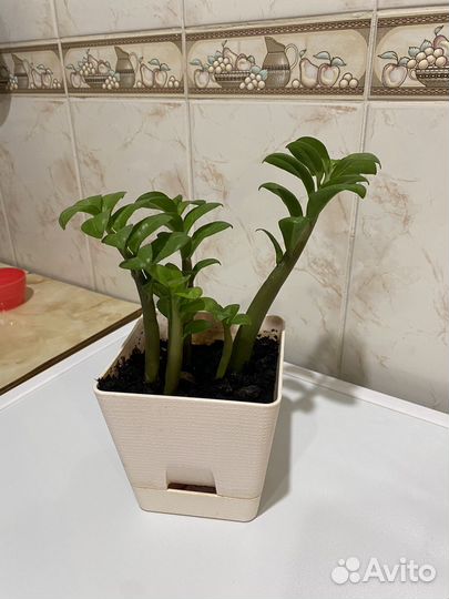 Замиокулькас цветок
