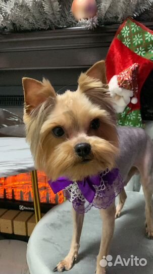 Стрижка йорков