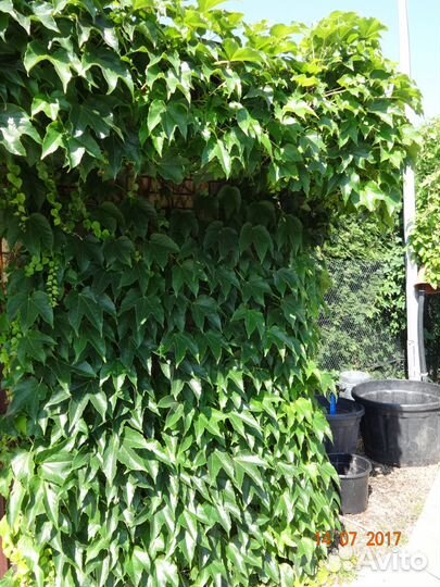 Лианы. Саженцы плюща,девичьего винограда