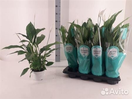 Спатифиллум штраус 13 65