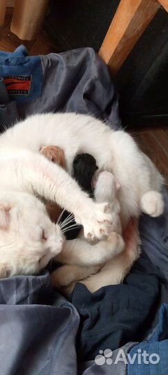 Котята бесплатно