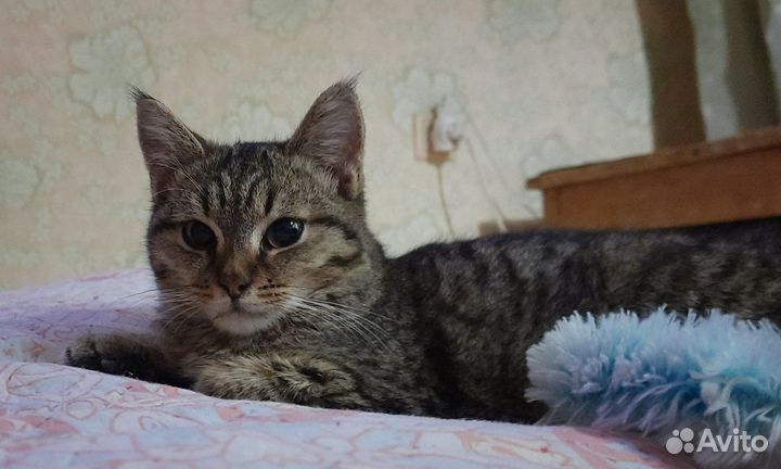 Котенок в добрые руки