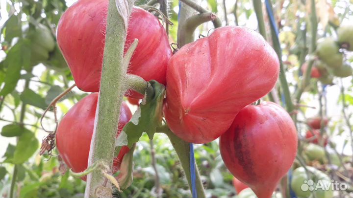 Семена томатов и перцев своего сбора