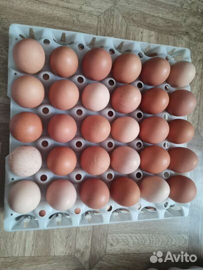 Домашние куриные яйца